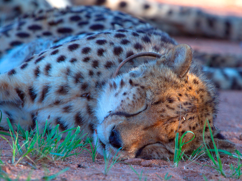 A cheetah naps under a tree