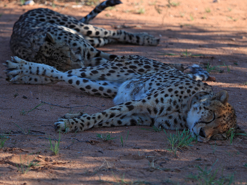 Two cheetahs nap under a tree at the Okonjima Game Reserve