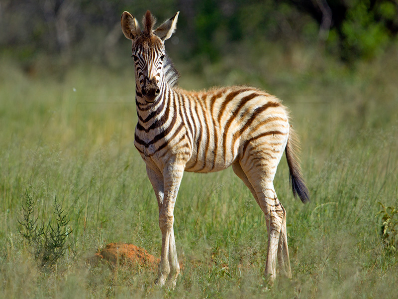 A baby zebra stares at the vehicle