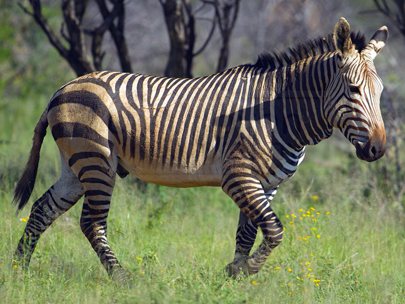 A zebra trots away from the vehicle