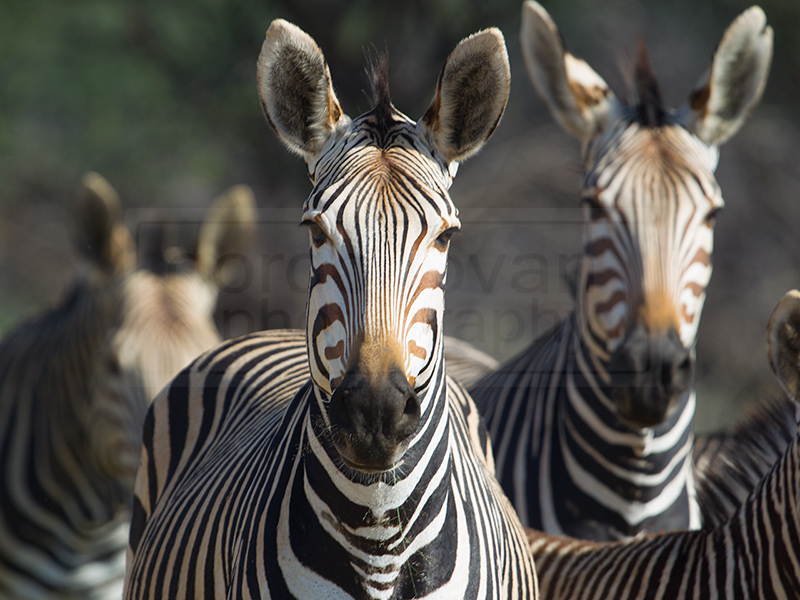 Zebras look curious at passerby's with a camera