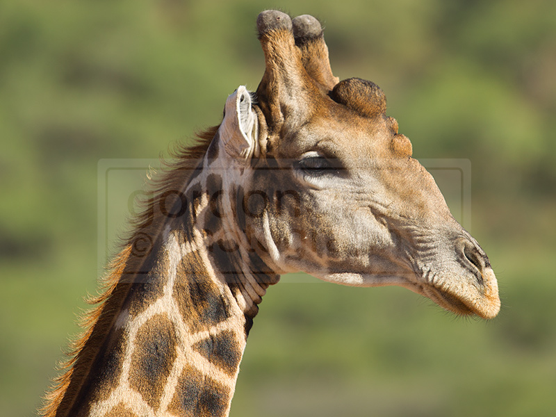 Giraffe puckers up