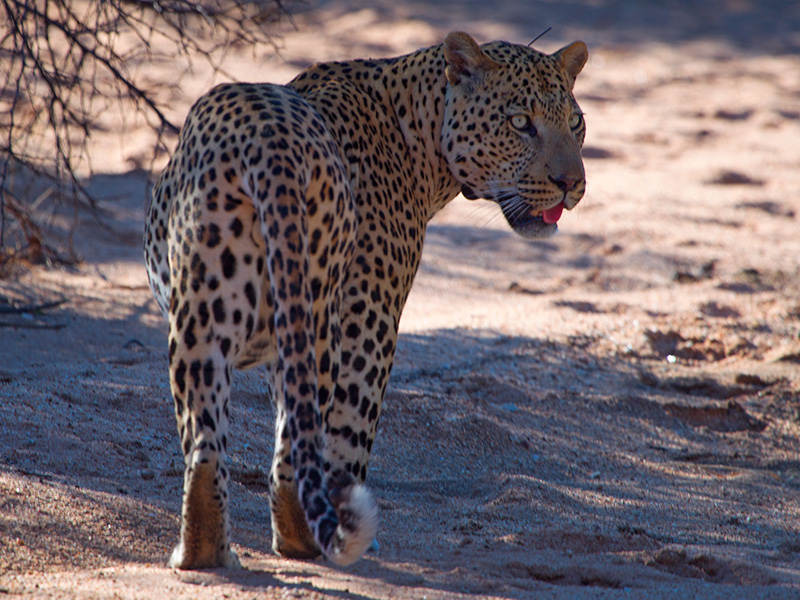A leopard walks through a dried river bed