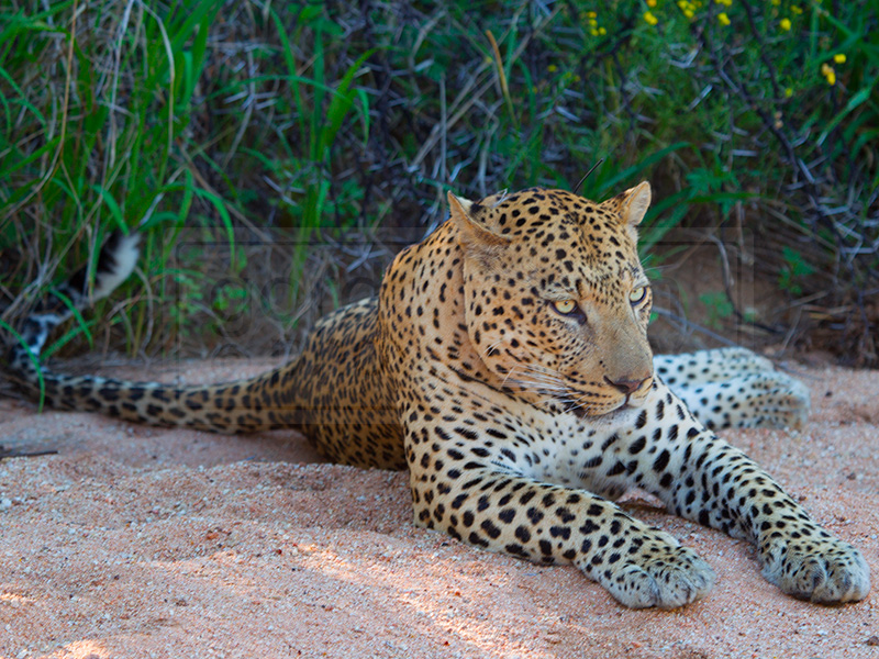 A leopard sits in the sand of a dried river bed
