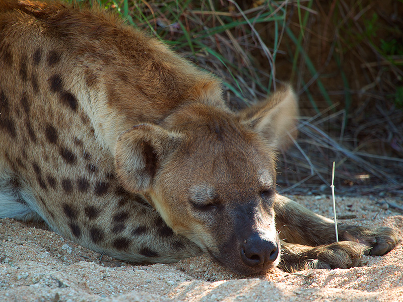 A hyena sits comfortably after breakfast