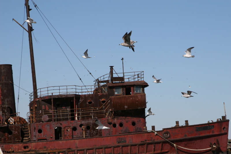 Many of the retired boats have become a nesting ground for birds. (Gordon Donovan)