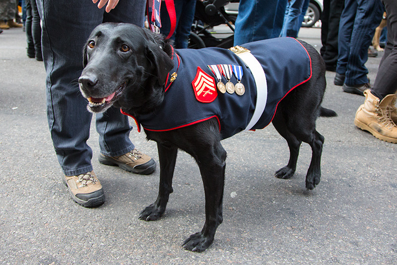 Rey, a retired IED detection dog that had worked with the Marines, takes a break during the Veterans Day parade on Fifth Avenue in New York on Nov. 11, 2014. (Gordon Donovan)