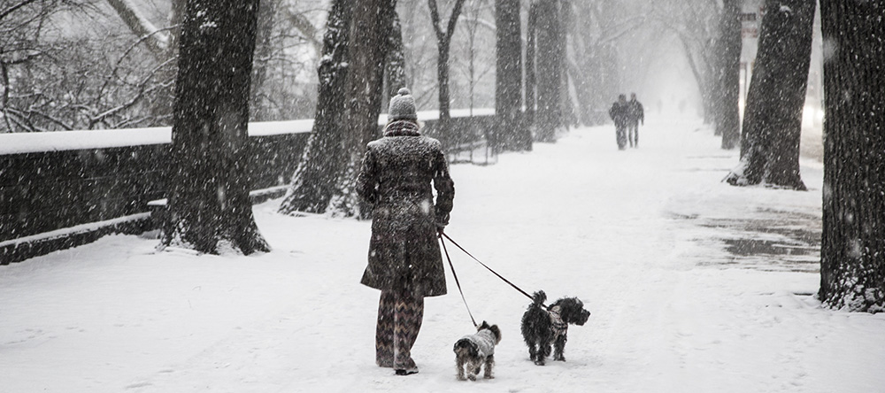 A woman takes her dogs out for a walk on 5th Ave. along Central Park during a snowstorm hit the New York City area, Friday Jan. 9, 2015. (Gordon Donovan/Yahoo News)