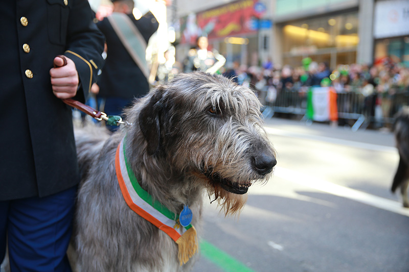 An Irish Wolfhound takes part in the St. Patrick's Day Parade, March 17, 2016, in New York. (Gordon Donovan/Yahoo News)