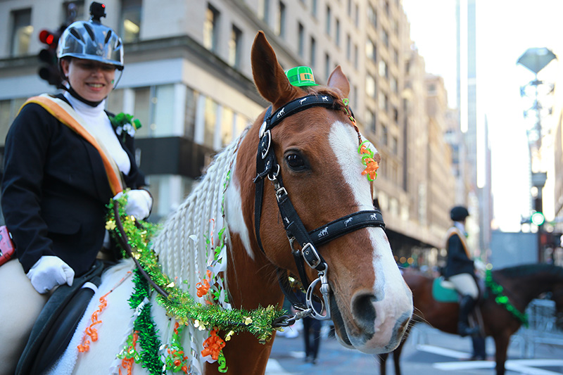A horse from the Jamaica Bay Riding Academy is dressed for the day with a green hat for the St. Patrick's Day Parade, March 17, 2016, in New York. (Gordon Donovan/Yahoo News)