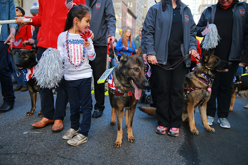 Several dogs from Fidelco Guide Dogs march alongside Aetna participants during the Veterans Day parade in New York City on Nov. 11, 2016. (Gordon Donovan/Yahoo News)