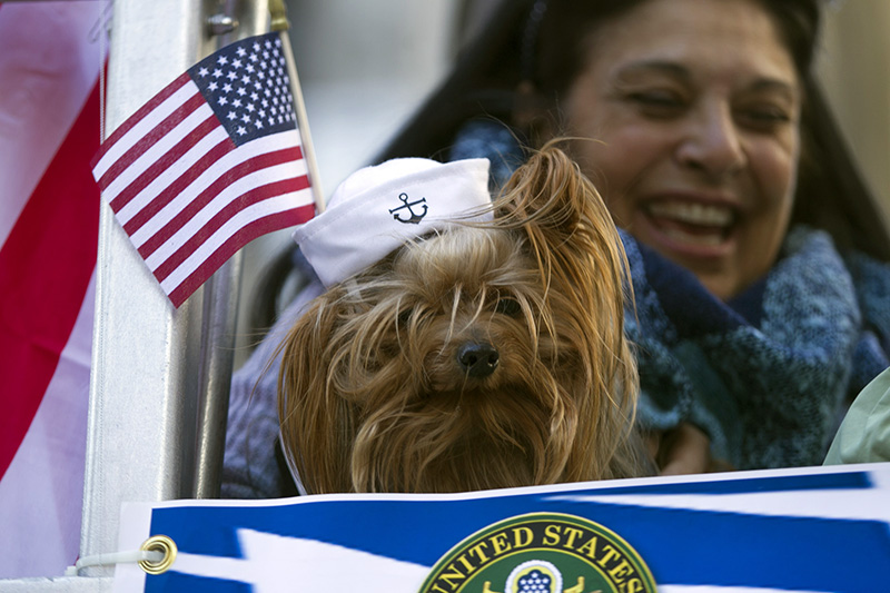 A dog wears a naval cap while riding a float during the Veterans Day parade on Fifth Avenue in New York on Nov. 11, 2016. (Gordon Donovan)