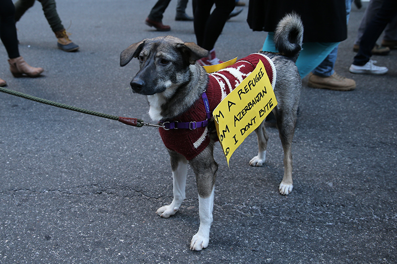 A four legged marcher wears a sign poses for a photo during a march in New York, Jan. 29, 2017, protesting President Donald Trump's immigration order. (Gordon Donovan/Yahoo News)