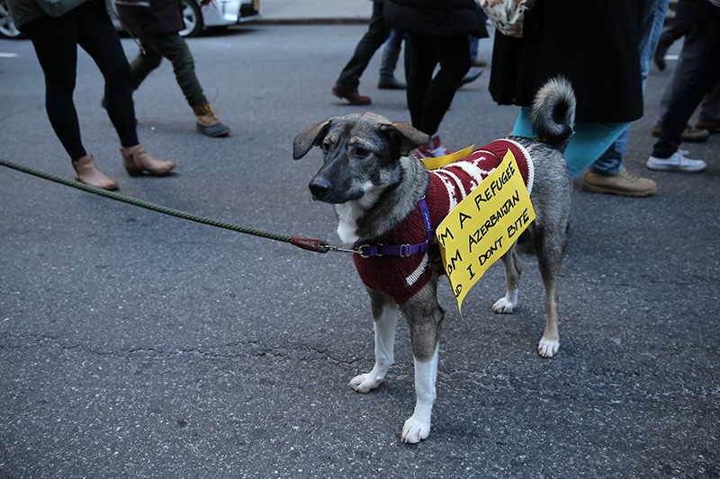 A four legged marcher wears a sign poses for a photo during a march in New York, Jan. 29, 2017, protesting President Donald Trump's immigration order. (Gordon Donovan/Yahoo News)