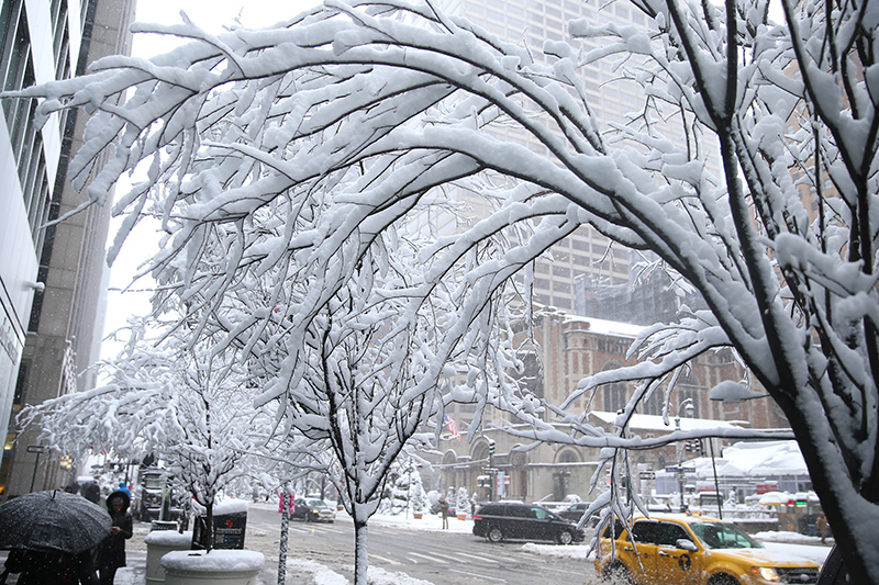 Snow covers trees on Park Avenue mall on Feb. 9, 2017, in New York during a winter storm. (Gordon Donovan/Yahoo News)