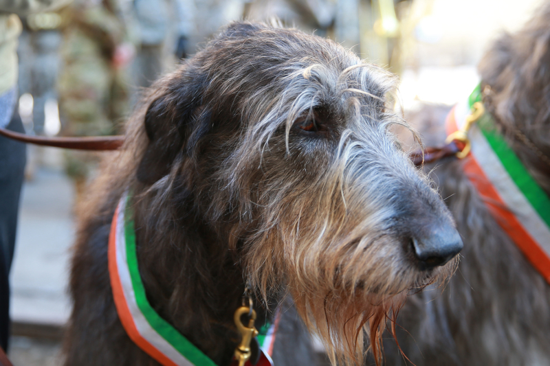 An Irish Wolfhound takes part in the St. Patrick's Day Parade, March 17, 2017, in New York. (Gordon Donovan/Yahoo News)