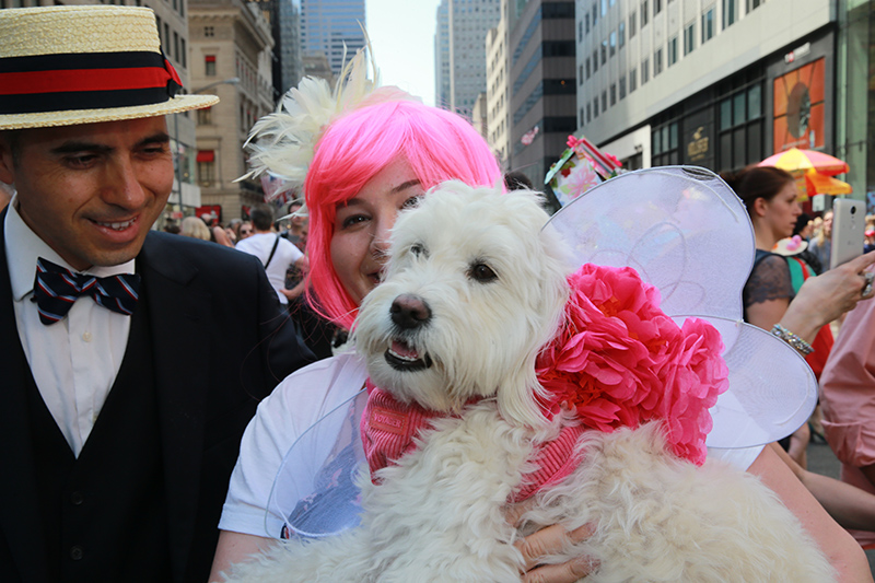 This dog named "Rue" wears a bow and angel wings during the 2017 New York City Easter Parade on April 16, 2017. (Photo: Gordon Donovan/Yahoo News)