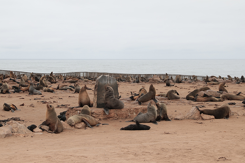 Seals as far as the eye can see