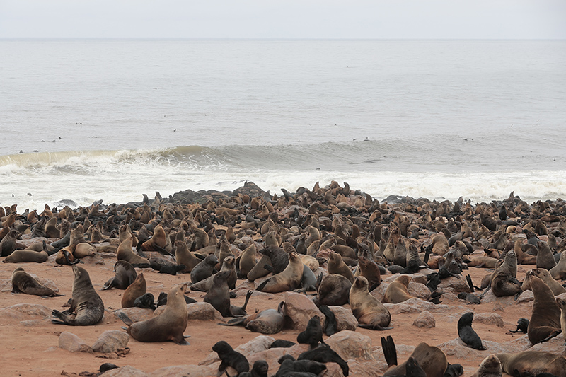 The seal colony