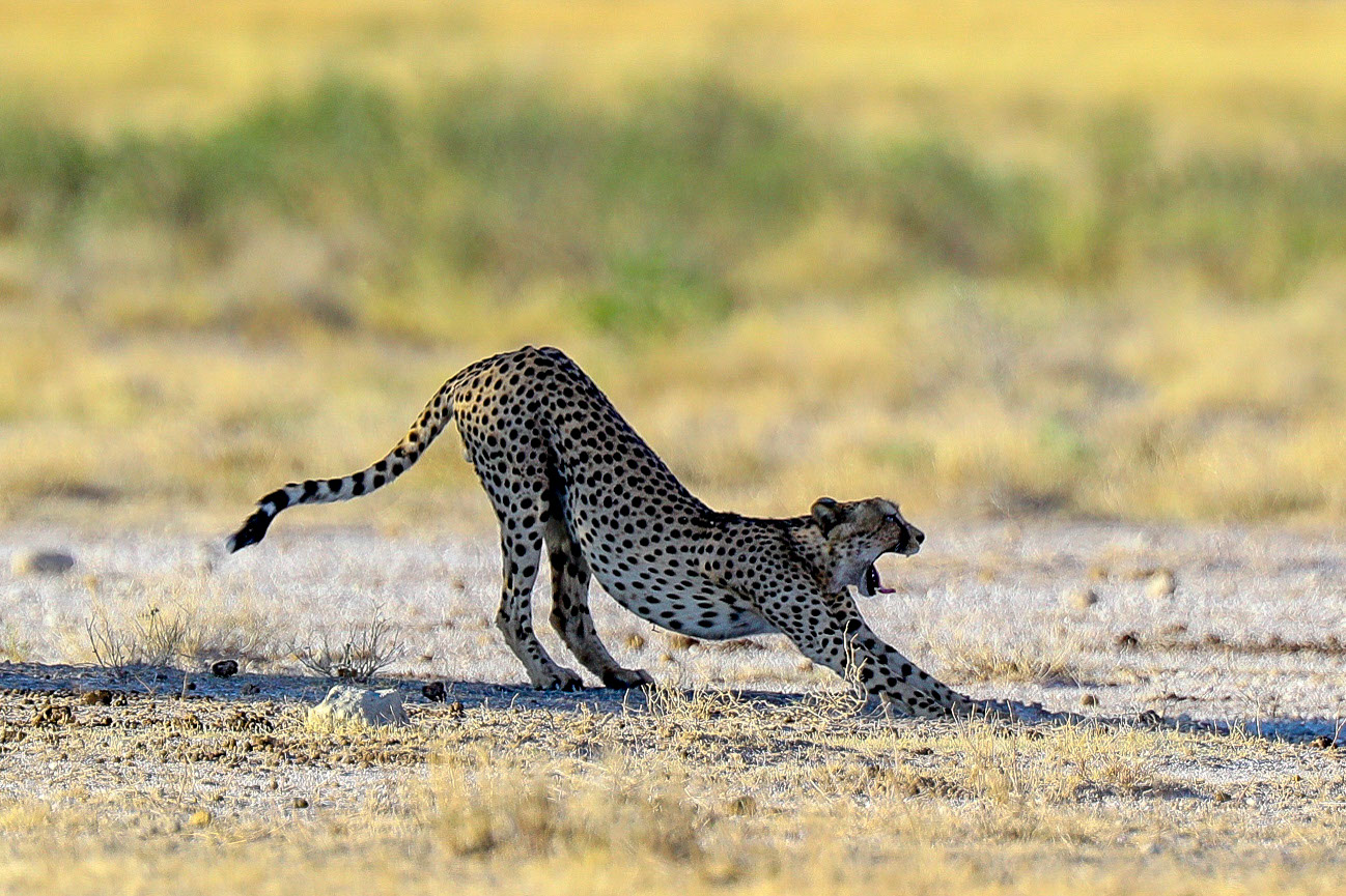 Cheetah-Namibia-Etosata
