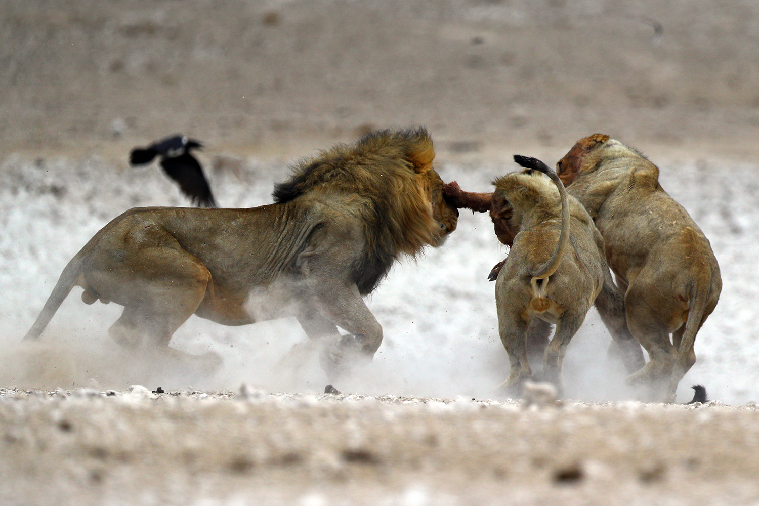 Three male lions fight over the remains of a springbok after a kill at the Nebrowni waterhole, Etosha National Park in Namibia. The male on right came away with prized antelope dinner only to lose the next battle. (Photo: Gordon Donovan)